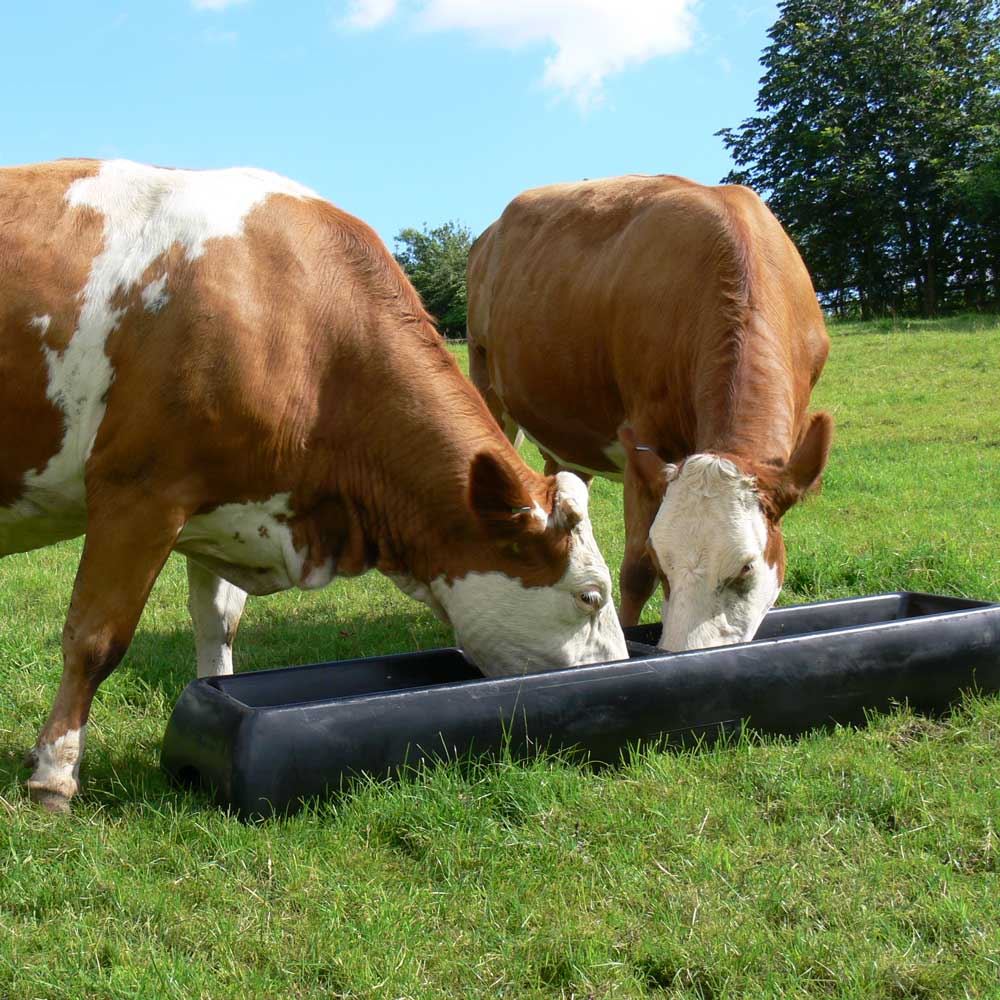 cows-feeding-on-silage.jpg